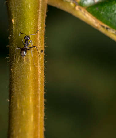 Black ant walking on a plant branchの写真素材