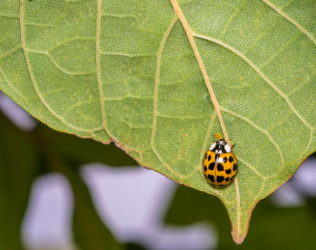 Beige ladybug walking on a tree leaf