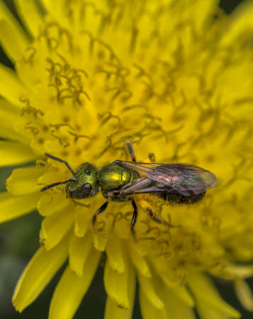 Agapostemon sweat bee pollinating a yellow flowerの写真素材