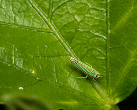 Green leafhopper insect on a tree leaf