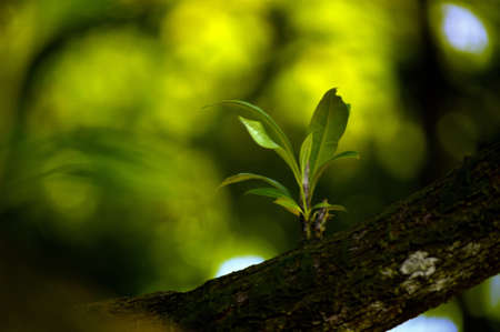Focus on new leaf while the blur reflection of light from the leaf  behind.