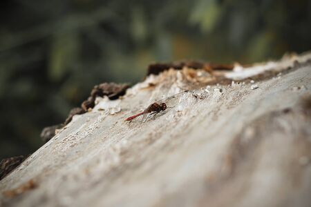 Cute Dragonfly sits in a tree, a spring moodの写真素材