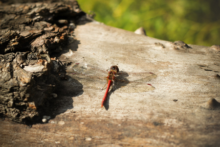 Cute Dragonfly sits in a tree, a spring moodの写真素材