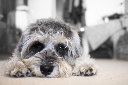 Puppy miniature schnauzer lies on the floorの写真素材