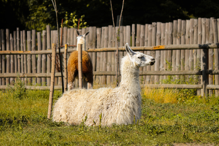 Lama rests at the Zoo,, wild animalの写真素材