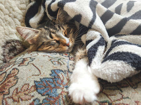 Cute striped kitten lying covered white light blanket on bed. ... Concept of adorable pets