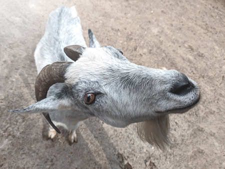 the goat is looking at the camera. farm and farming concept.の写真素材