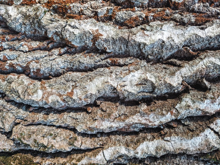 Close up of old wood texture. surface tree barkの写真素材