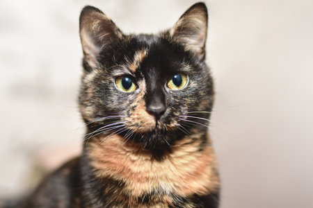 Portrait of a young tricolor female cat with orange-green eyes.
