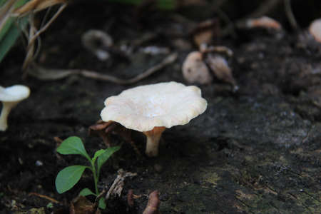 white fungus that grows on tree wood. poisonous wild mushroomsの写真素材