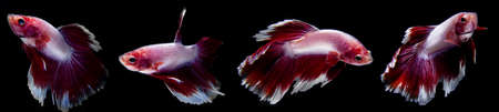 a collection of betta fish with red and white color isolated black backgroundの写真素材