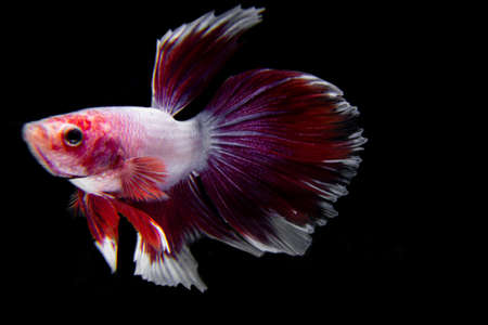 betta fish with red and white color isolated black backgroundの写真素材