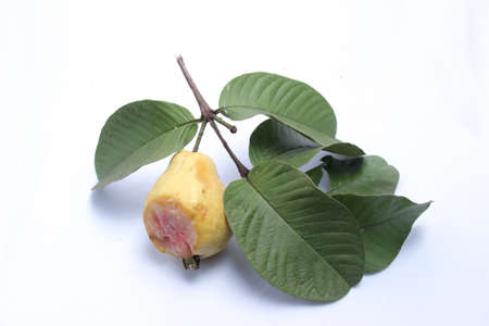 fresh red guava with bat bite marks. the concept of an unhealthy fruit with an isolated white...