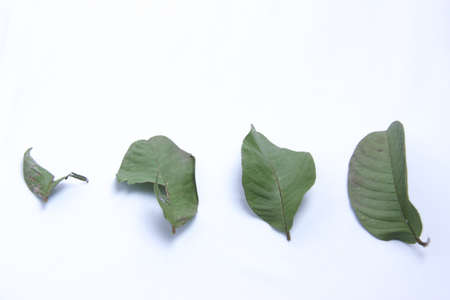 variations of guava leaves with isolated white background. Guava leaves are useful for medicines for stomach ache, diabetes, cholesterol, and othersの写真素材