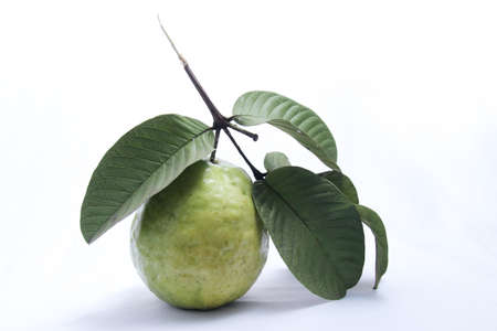 fresh green guava isolated white background. Green leaves and guava fruit just ripe from the tree. Healthy food photo conceptの写真素材