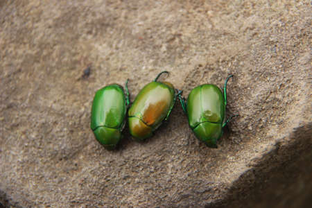 The shiny green beetle or Cotinis mutabilis is a nocturnal animal. three green beetles on a brown rock backgroundの写真素材