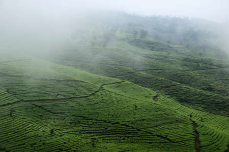 Aerial view of tea garden with foggy sky in Wonosobo, Indonesia. a fresh natural background during the rainy seasonの写真素材