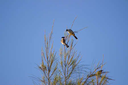 The gray bentet is a species of bird from the Laniidae family, of the genus Lanius. a group of birds perched on a pine tree against a backdrop of blue skyの写真素材