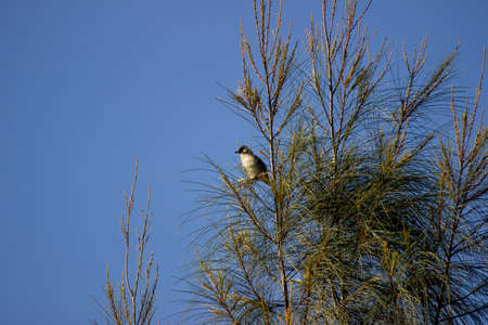The gray bentet is a species of bird from the Laniidae family, of the genus Lanius. a group of birds perched on a pine tree against a backdrop of blue skyの写真素材