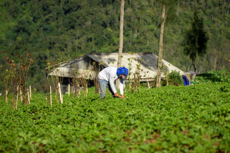 upland farmers are tending their gardens. vegetable gardening of mustard greens, cabbage and wortel...