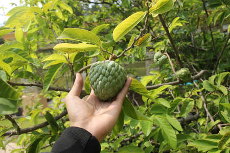 a man's hand holding srikaya fruit that is fresh and ready to be harvested. fruit plantation in...