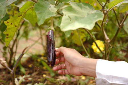 the woman's hand picks the eggplant that is ready for harvest a young farmer is harvesting purple eggplant in his garden. Lush and fresh vegetable garden in the highlands of Asiaの写真素材