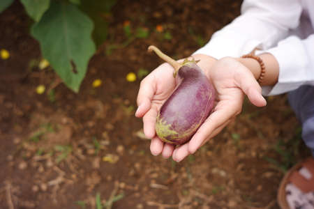 the woman's hand picks the eggplant that is ready for harvest a young farmer is harvesting purple eggplant in his garden. Lush and fresh vegetable garden in the highlands of Asiaの写真素材
