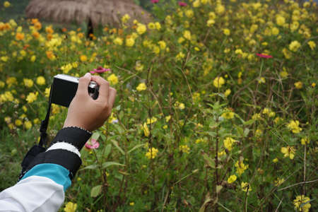 a woman's hand holding a camera photographing the cosmos caudatus flower garden. photographers who use pocket cameras to photograph the freshness of natureの写真素材