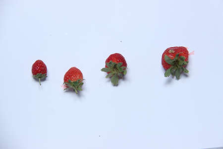 collection of fresh red strawberries isolated on white background. fresh fruit harvested ready to be sold in the market. can be used for commercial product design materialsの写真素材