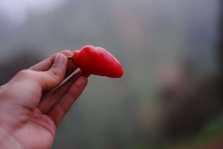 Tengger chili is a large red chili that grows in the highlands of the Bromo Tengger tribe. chili with a very spicy taste like cayenne pepper. farmer harvesting chiliの写真素材