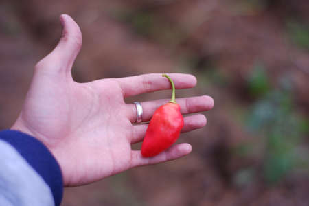 Tengger chili is a large red chili that grows in the highlands of the Bromo Tengger tribe. chili with a very spicy taste like cayenne pepper. farmer harvesting chiliの写真素材