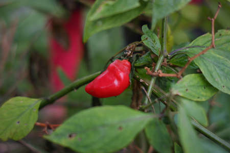 Tengger chili is a large red chili that grows in the highlands of the Bromo Tengger tribe. chili with a very spicy taste like cayenne pepper. farmer harvesting chiliの写真素材