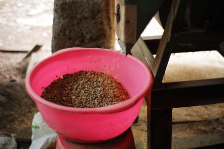 Hand holding dry coffee beans ready to be roasted. coffee-making industry with traditional techniquesの写真素材