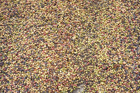 Hand holding dry coffee beans ready to be roasted. coffee-making industry with traditional techniquesの写真素材