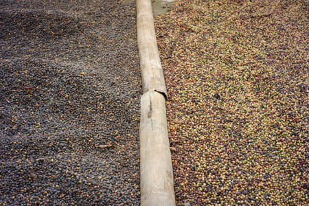 Hand holding dry coffee beans ready to be roasted. coffee-making industry with traditional techniquesの写真素材