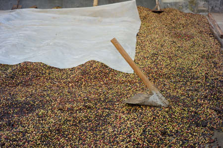 Hand holding dry coffee beans ready to be roasted. coffee-making industry with traditional techniquesの写真素材
