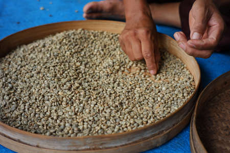 Hand holding dry coffee beans ready to be roasted. coffee-making industry with traditional techniquesの写真素材
