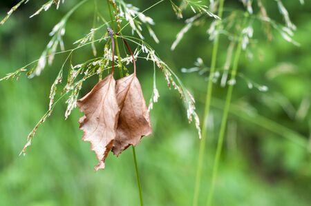 Birch leafのeditorial素材
