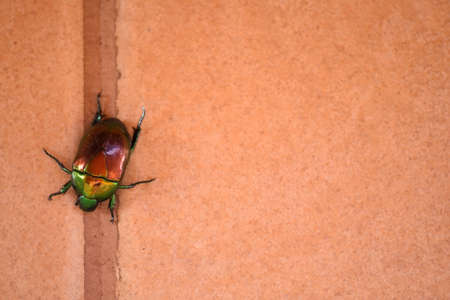 The little tiny green bug gloden goblinの写真素材