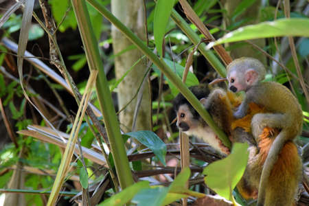 Monkey Mamma
