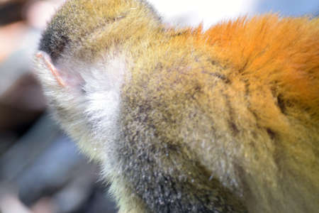 The mokey's backの写真素材