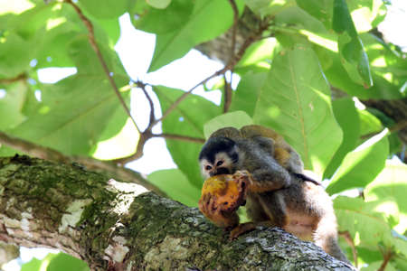 Monkey Mamma and the mango fruit