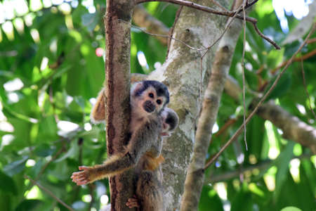 Monkey Mamma