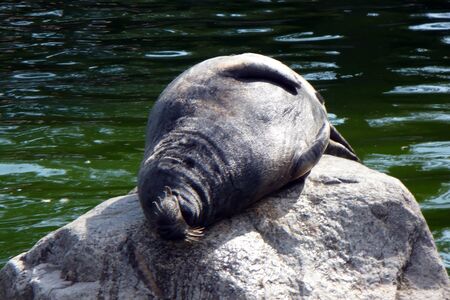 gray sea lion seal basks on the rock in green water in sun light sunlight liesの写真素材