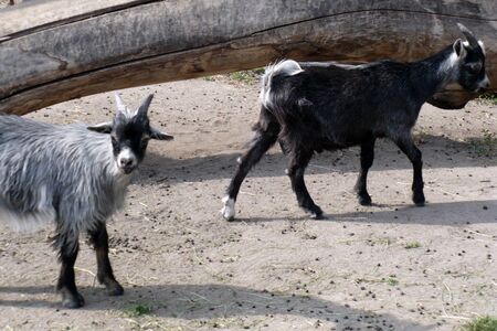 grey and brown goats on the catwalk at the zoo looking at the cameraの写真素材