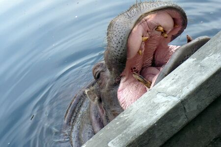 a large gray hippo opens its mouth wide in the pond water big teeth and pink tongue