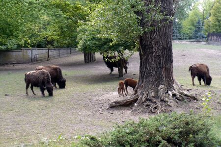 number of bisons in the zoo graze and they eat under the tree at zoo at meadowの写真素材