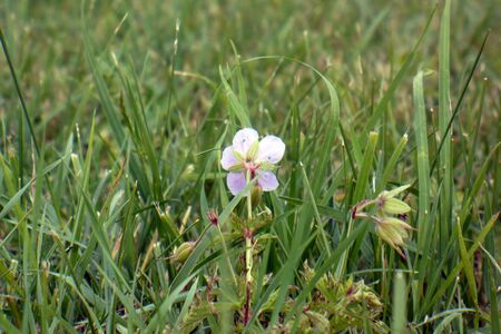 single pastel pink purple flower in the meadow low green grassの写真素材