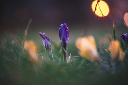 yellow crocuses wet from rain drops of dew water on the meadow in the city at evening sunsetの写真素材