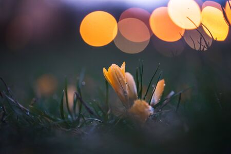 yellow crocuses wet from rain drops of dew water on the meadow in the city at evening sunsetの写真素材